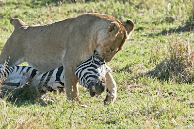 Animals hunt for food pictures