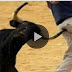 CRAZY FUNNY BULLFIGHT BLOOPERS