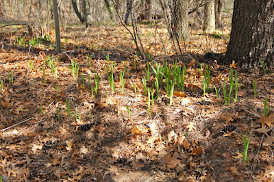 early spring day lilies