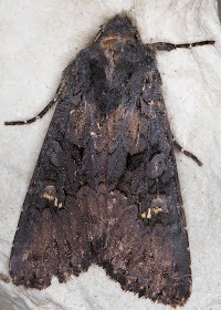 Black Rustic, Aporophyla nigra.  Hayes, 22 September 2014.