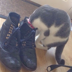 Funny cats - part 93 (40 pics + 10 gifs), cat puts his head inside shoe