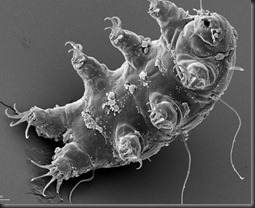 tardigrade-water-bear-nasa