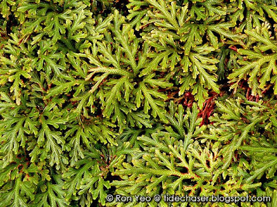 Spikemoss (Selaginella sp.)