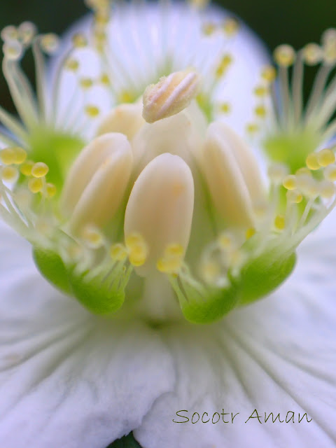 Parnassia palustris