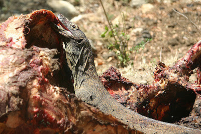 komodo dragon eat