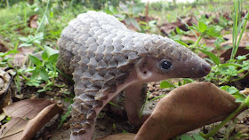 cute baby pangolin, funny animal pictures, animal photos, funny animals