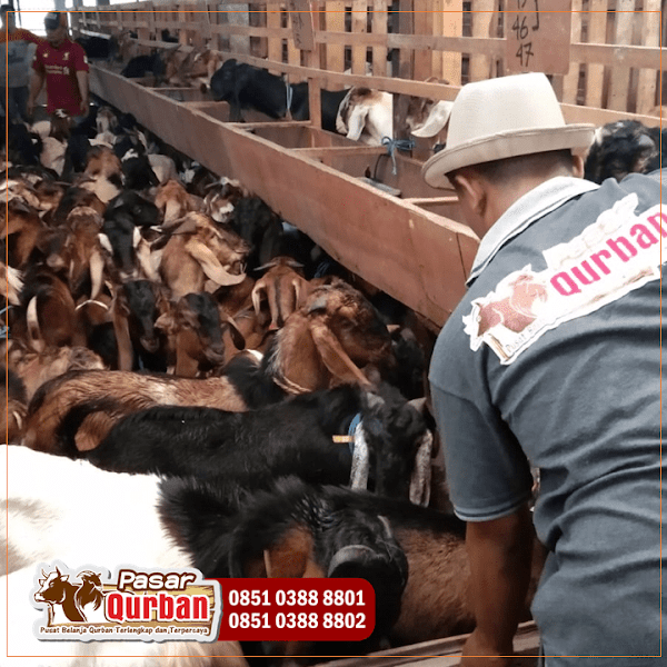 Harga Hewan Qurban 2023 Surabaya Sidoarjo Gresik