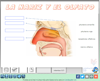 https://constructor.educarex.es/constructor/constructor/workspaces/2113/documentos/17654/index_web.php?id_usuario=2113&id_ode=17654&titulo_ode=Nariz%20y%20olfato#.Vtc_yuby16I