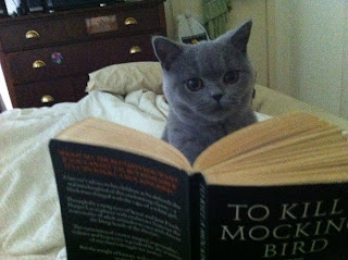 Cat reading To Kill Mockinbird