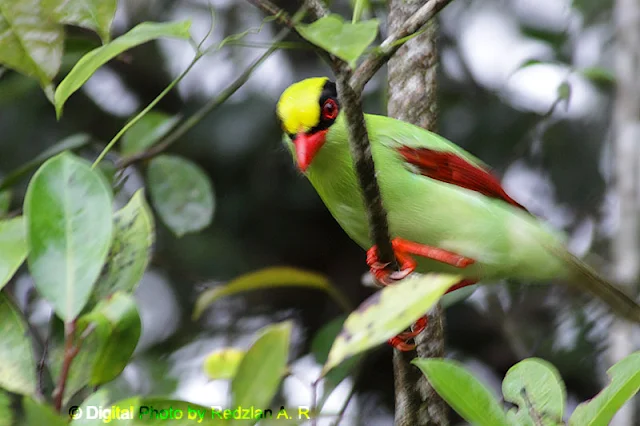 Green Magpie