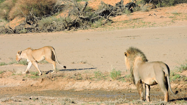 Male lion watching female lion in the Kgalagadi Transfrontier Park