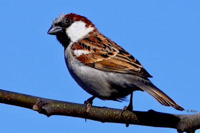 House Sparrow - resident