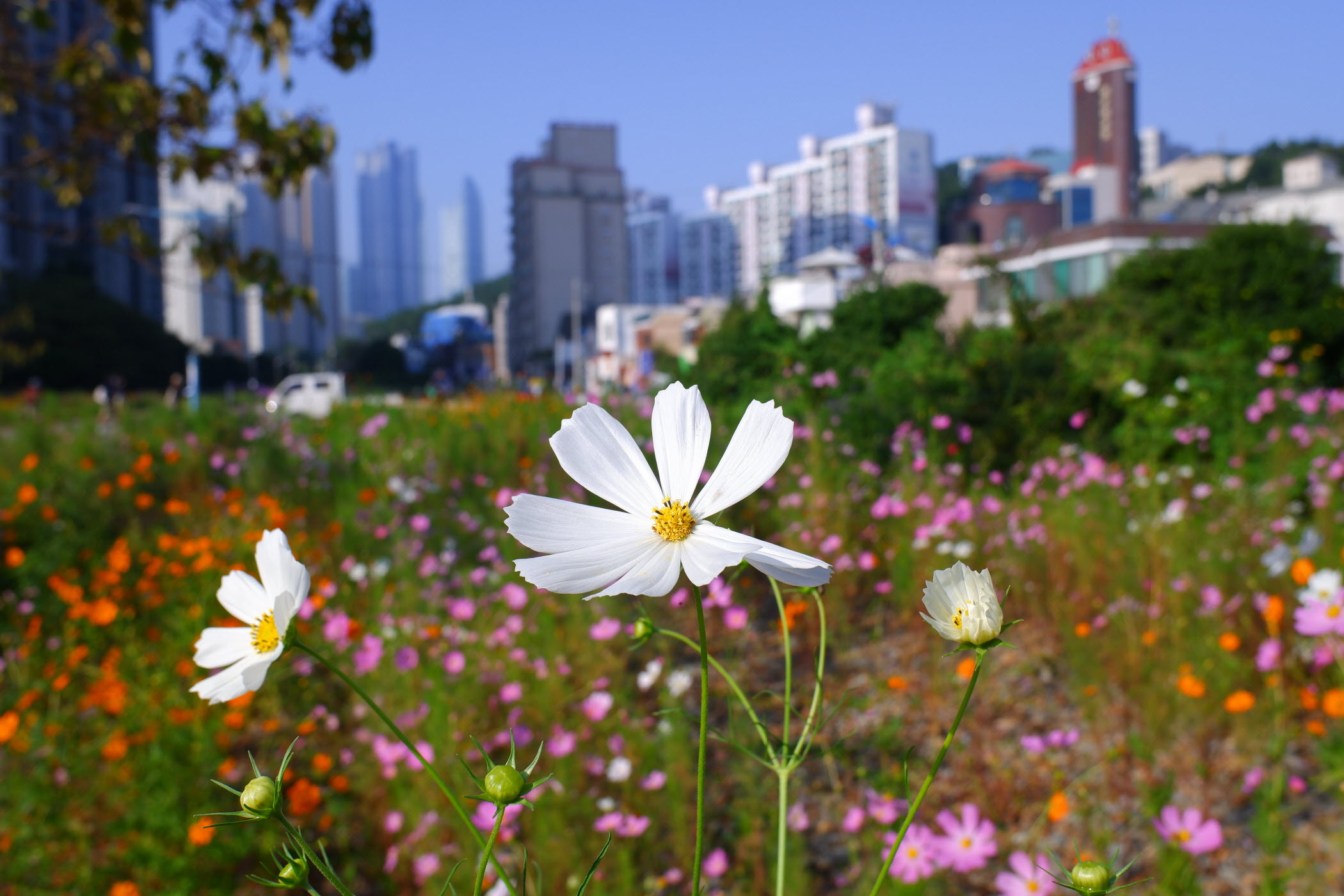 busan