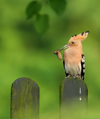 Beautiful Birds on Beauty Birds  Most Beautiful Birds