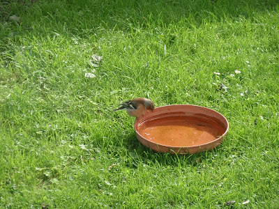 Chaffinch