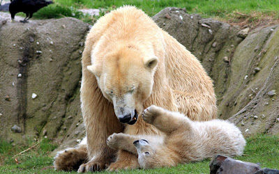 bear playing with baby widescreen hd desktop background wallpaper