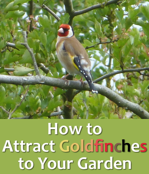 Goldfinch bird in tree on branch: How to attract the goldfinches into your garden