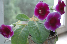 цветок глоксиния