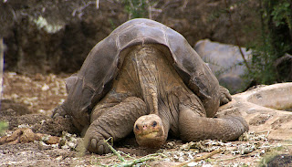 Lonesome George Wallpapers