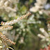 Pieris Japonica Flowers