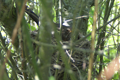 Klyster - Merel - Turdus merula