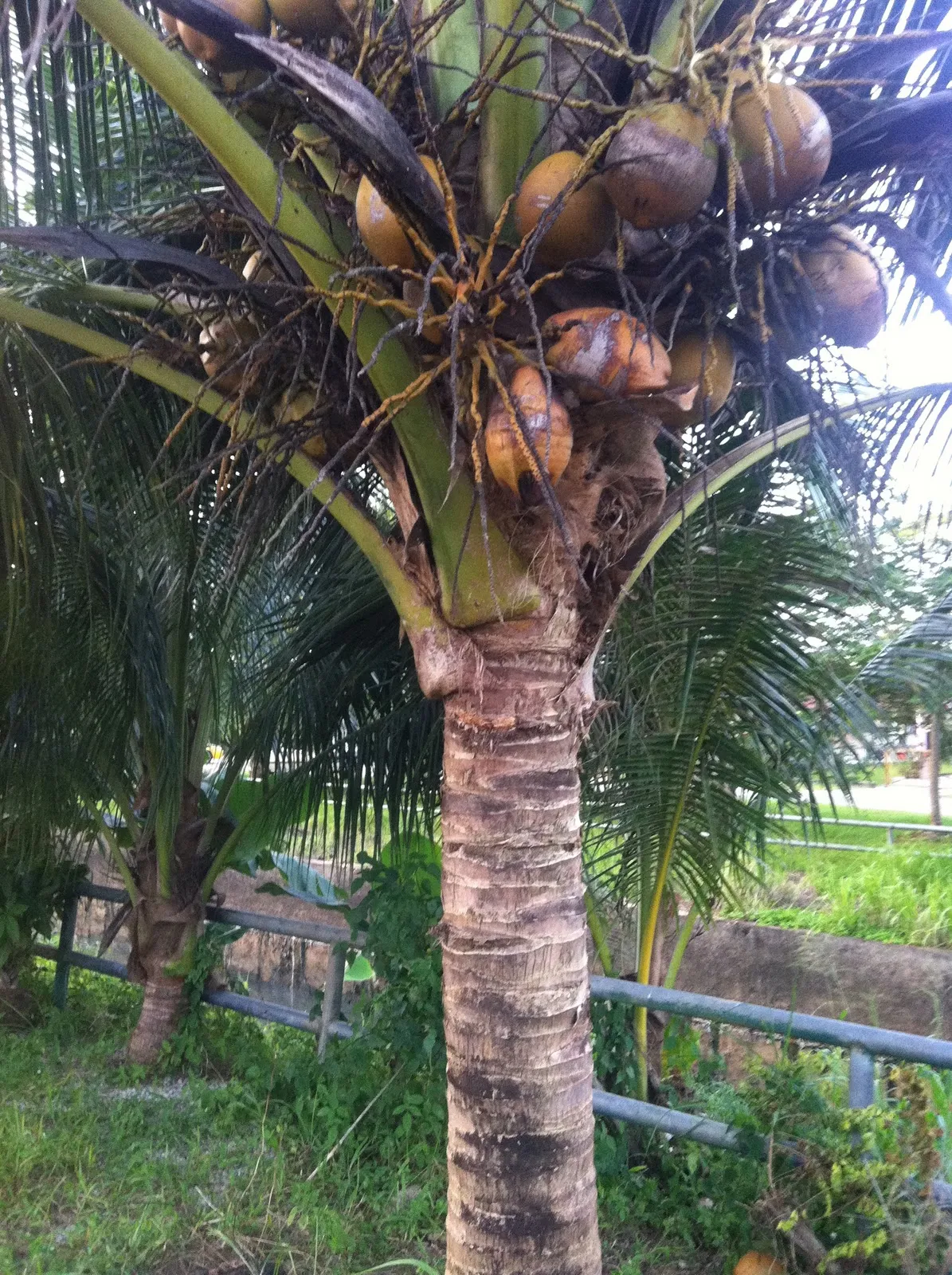 Qaiezerdean: Kelapa,Ikan dan Seekor Kucing