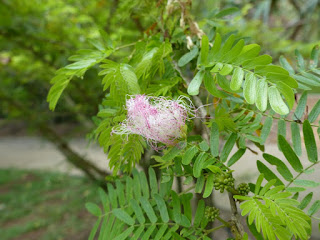 Pompon de marin - Arbre magique - Calliandra surinamensis 