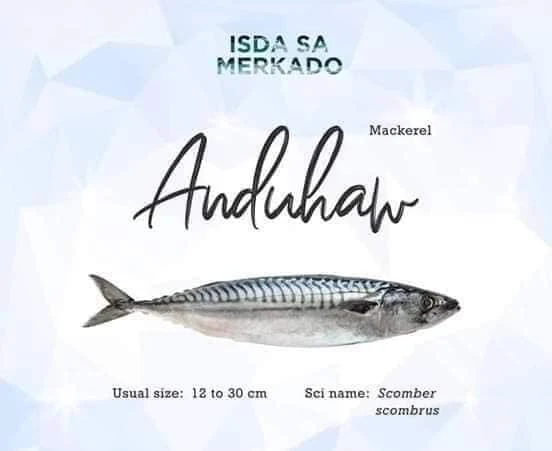 Anduhaw (Mackerel) Scomber scombrus