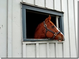 KY horse park 042