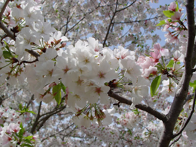cherry tree in Japan and
