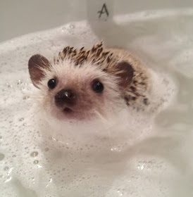 Funny animals of the week - 22 November 2013 (35 pics), hedgehog takes bath
