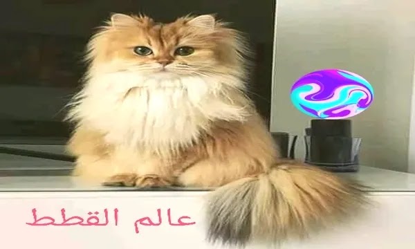 عالم القطط