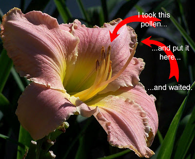 Flower Sex | Daylily Haiku Thursday!