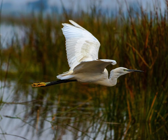 Flying Great Egret at Vadhwana Bird sanctuary, Gujarat