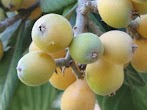 What Is This Fruit Tree / 8 Fruit Trees You Can Grow From The Seeds And Pits Of Your Own Fruit - Since then we have successfully mail ordered fruit trees along with many other plants.
