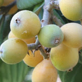 What Is This Fruit Tree / 8 Fruit Trees You Can Grow From The Seeds And Pits Of Your Own Fruit - Since then we have successfully mail ordered fruit trees along with many other plants.