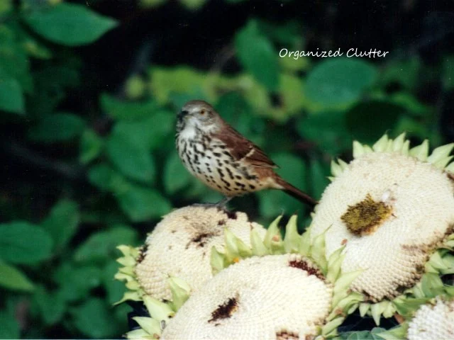 Bird on Sunflower heads.