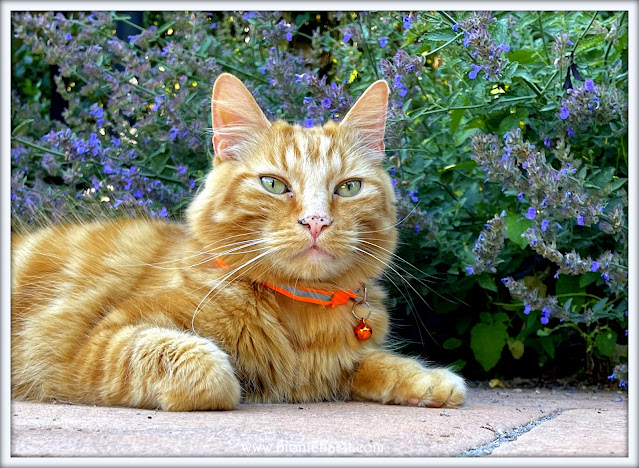 Ginger cat named Fudge lounging peacefully on a stone patio beside blooming purple catmint flowers. His luxurious floof and relaxed pose capture a tranquil garden moment at BBHQ. Image featured on the cat lifestyle blog www.bionicbasil.com—ideal for feline photography, pet enrichment content, and garden-themed cat portraits.