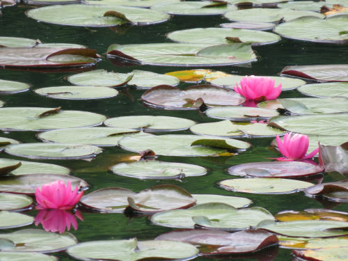 pink water lilies