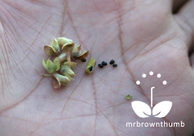 basil seed pods