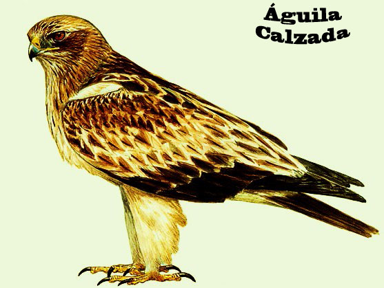 Foto águila calzada