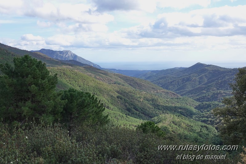 Castaño Santo de Istán