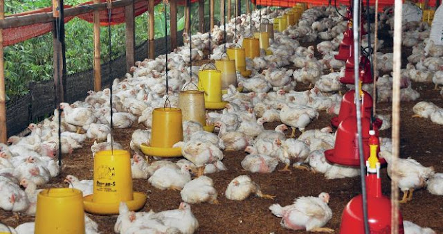 Dalam dunia perjuangan peternakan ayam broiler Cara Hitung Rumus Penting Peternakan Ayam Broiler
