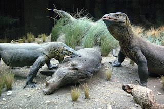 komodo Dragons-2