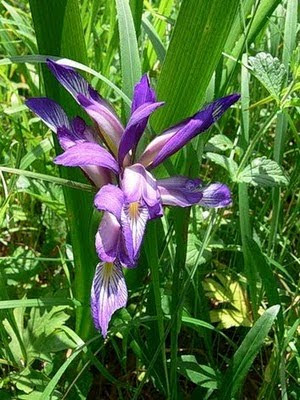 Flower ana  Makna Bunga  dg Bulan Lahir