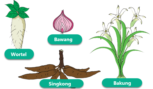 Tanaman Yang Berkembang  Biak  Dengan Umbi Lapis Adalah 