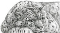 Leopardo de las nieves