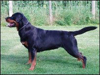 tail docking, breeds with docked tail, stop tail docking and ear cropping, reasons fo tail docking, reason for ear cropping, dog breeds without tail