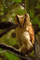 Foto burung hantu wowo-wiwi