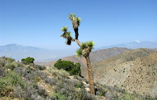 View of Desert and Mountains